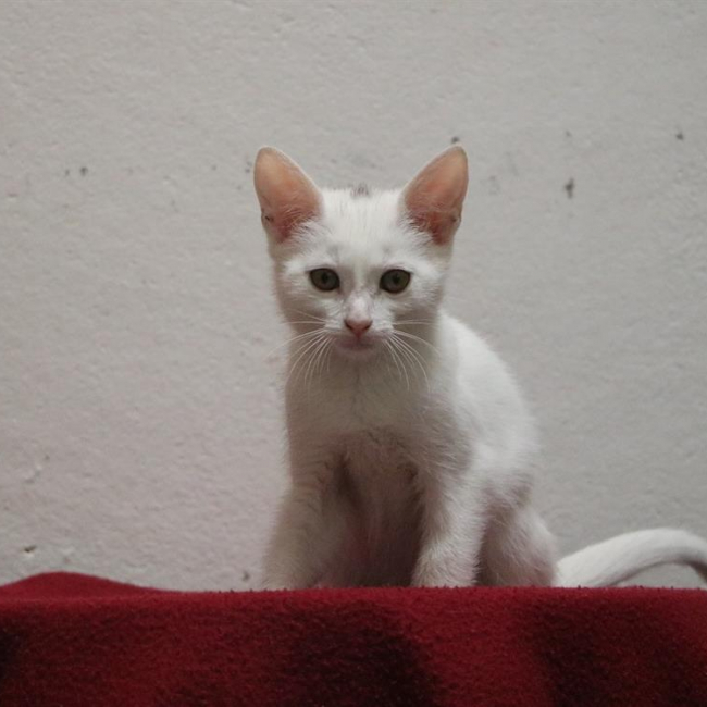 Photo de Miss griffouille