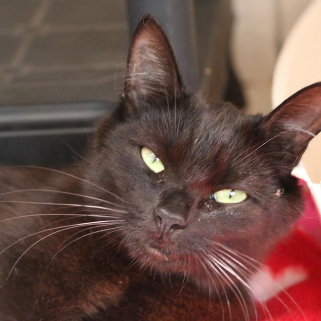 Photo de Comtesse miaou