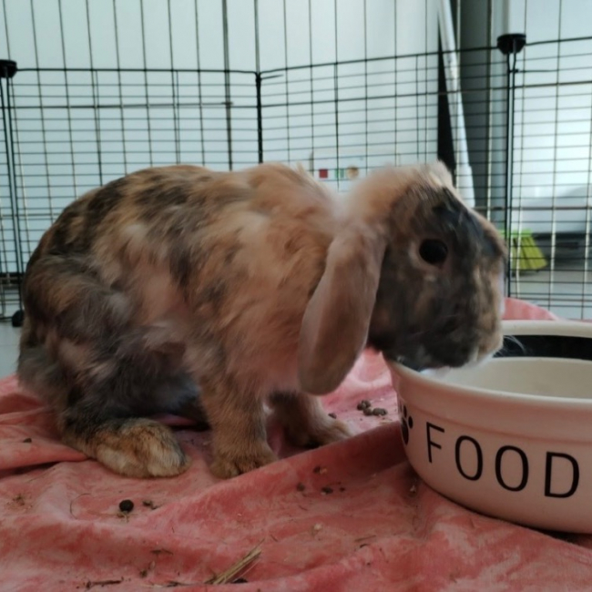 Photo de Oswald