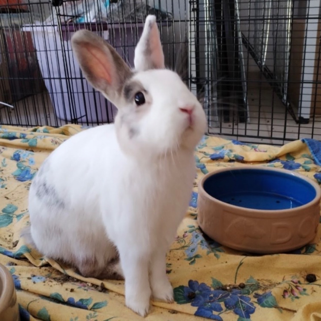 Photo de Rabbit