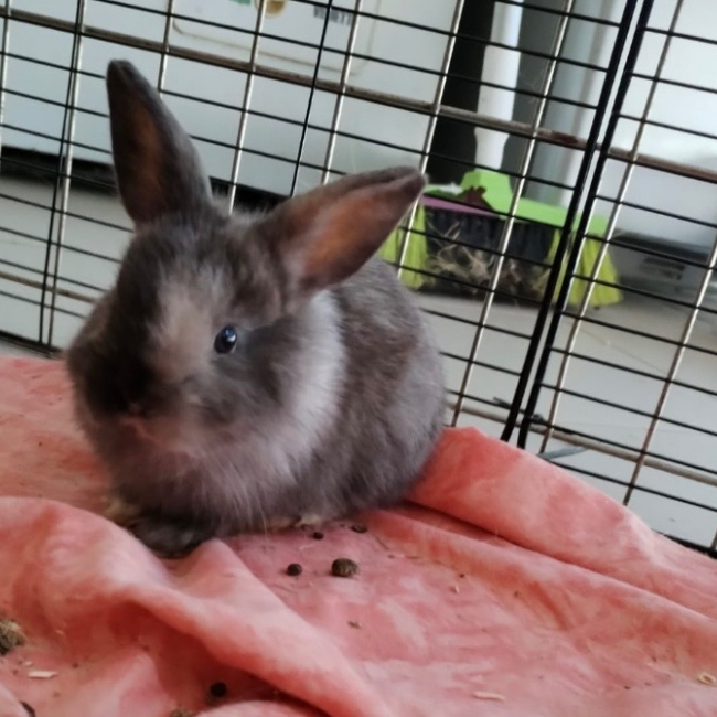 Photo de Wallace