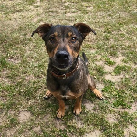 Thor - Chien à adopter