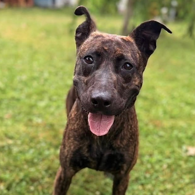 Photo de Samba