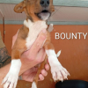 BOUNTY