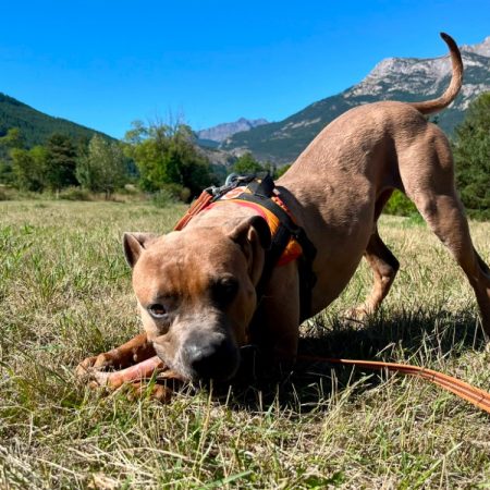 Ulysse - Chien American Bully à adopter