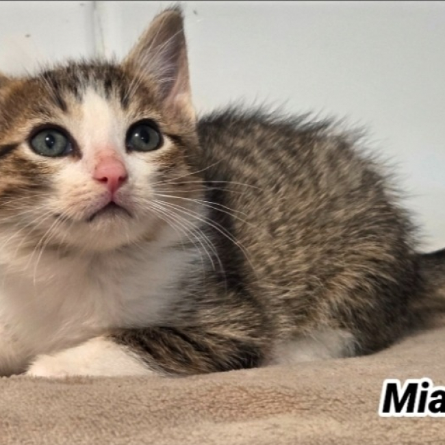 Photo de Miami balthazar