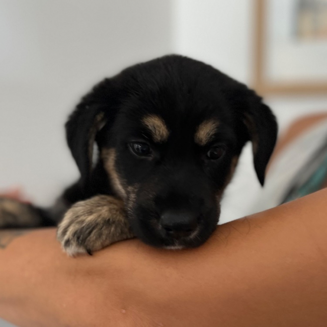 Audrey