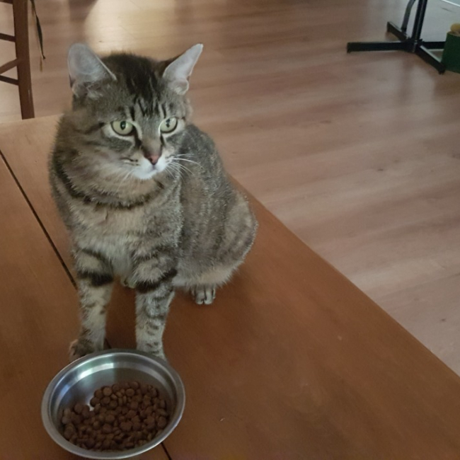 Maya