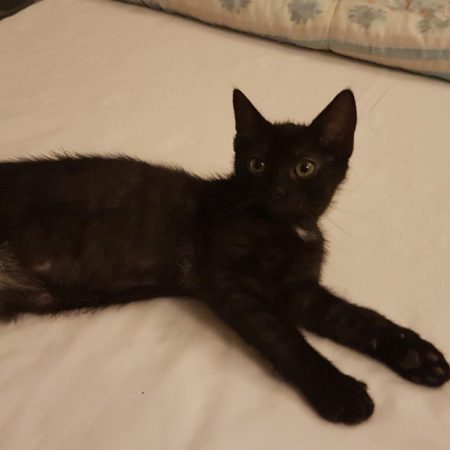 Venus - Chat Européen à adopter