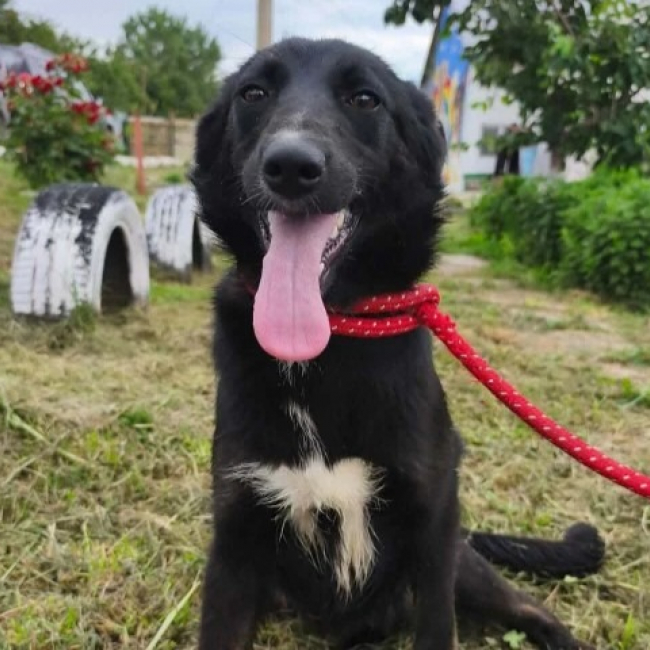 Photo de Akira