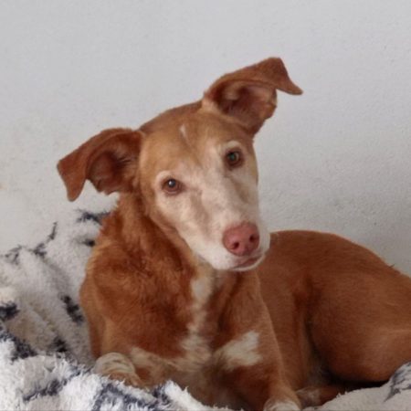 TONI - Chien à adopter