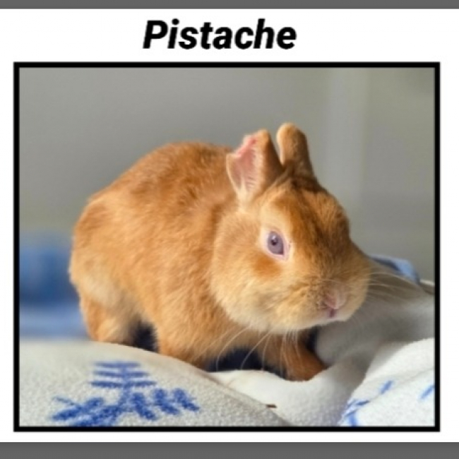 Pistache