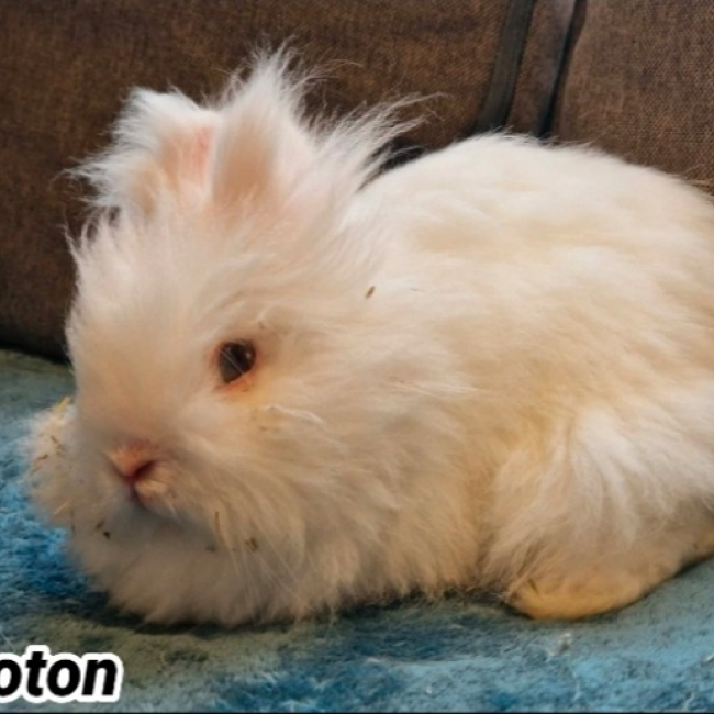 Photo de Coton