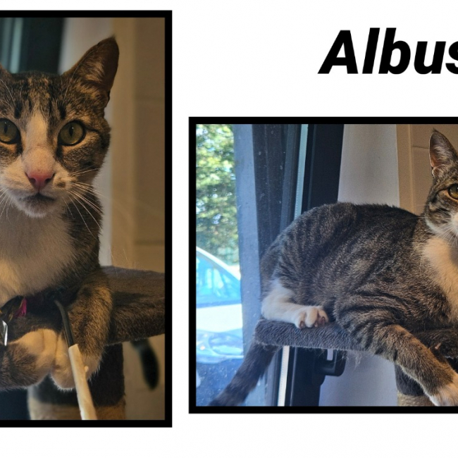 Albus
