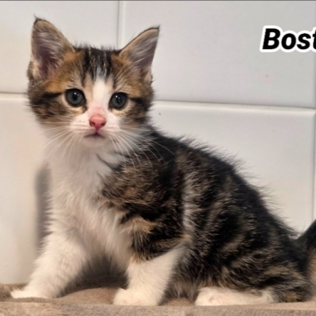 Boston cookie