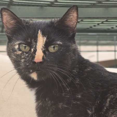 Alma - Chat Européen à adopter