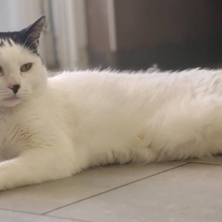 Suki - Chat Européen à adopter