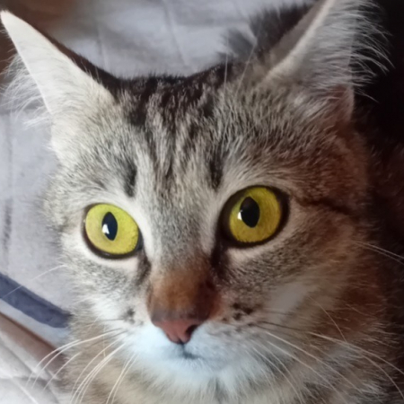 Single - Chat Européen à adopter