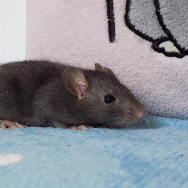 Photo de Parallélépipède
