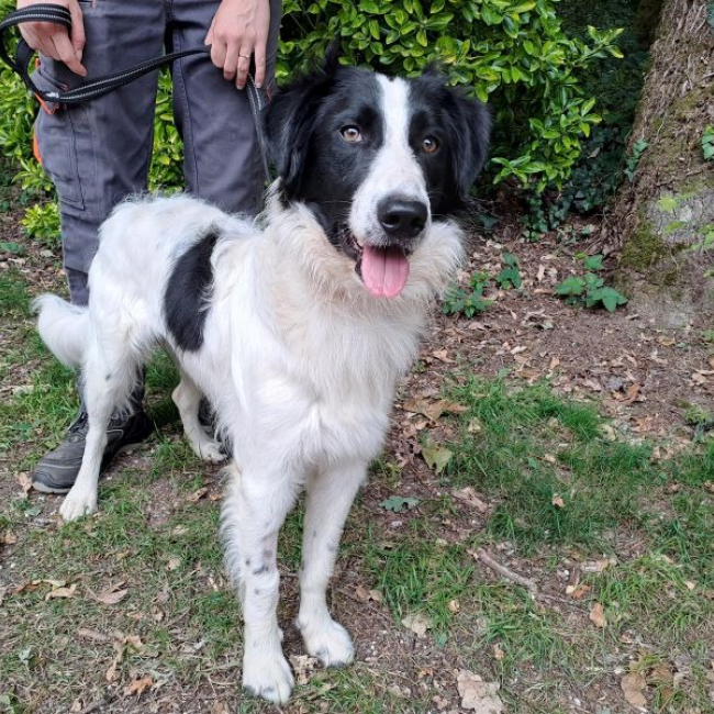 Photo de Bosco