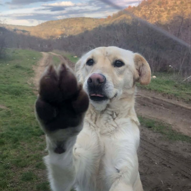 Photo de mandy croisée labrador 2 ans