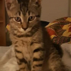 GOURMAND chaton 2 mois