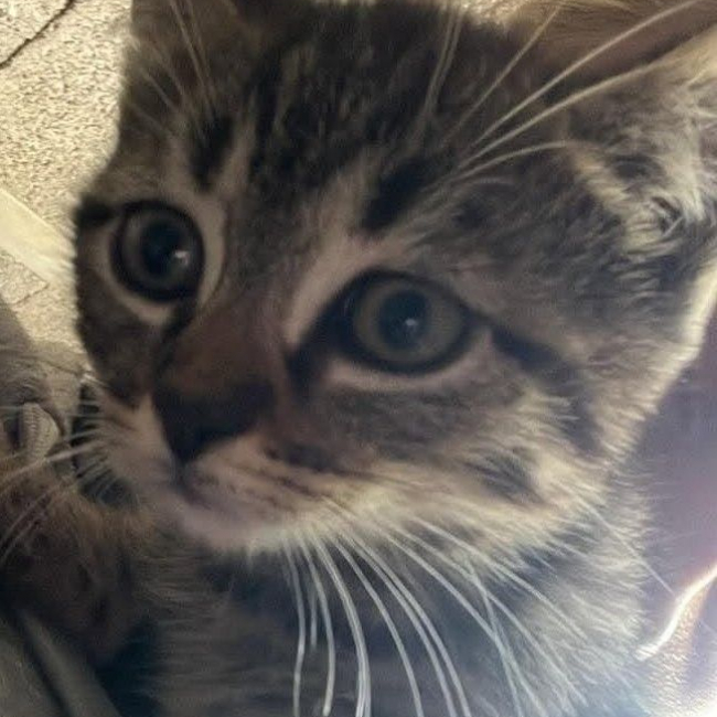 Photo de BROWNIE chaton de 2 mois