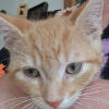 MARCELINO chaton 2 mois