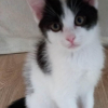 MOCHI chaton de 2 mois