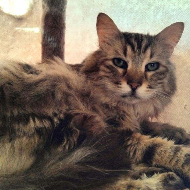 Photo de Pomme de pin