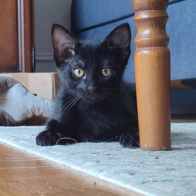 Reglisse