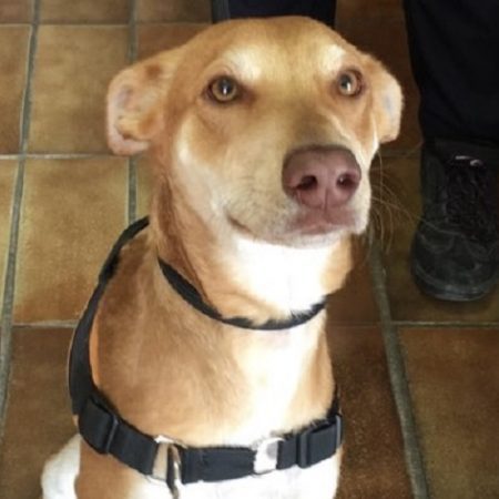 Yuki dit gamin - Chien Chien Courant à adopter