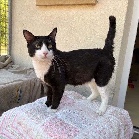 Oogie-boogie - Chat Européen à adopter