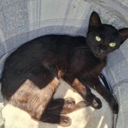 Bastet - Chat Européen à adopter