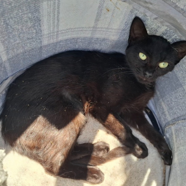 Photo de Bastet
