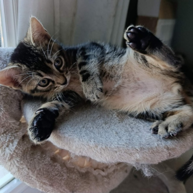 Photo de Pumba