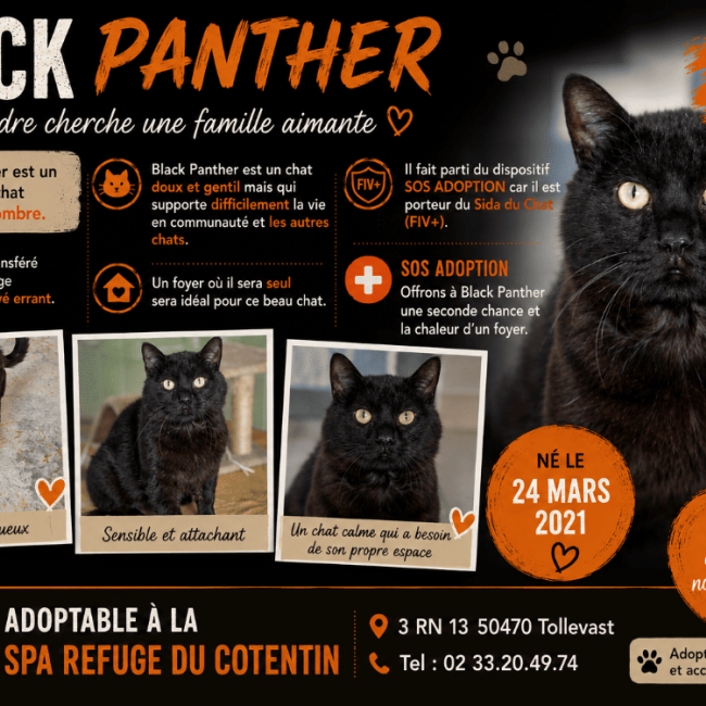Photo de Black panther
