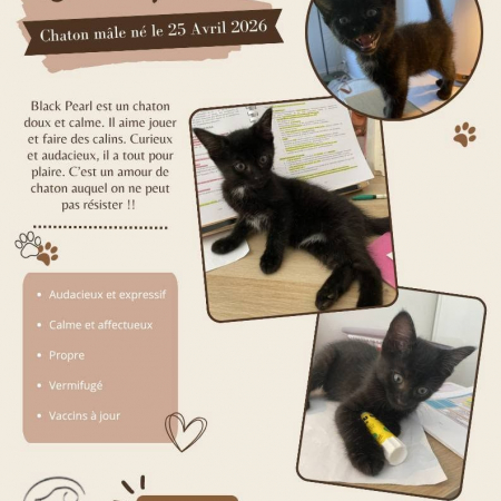 Black Pearl - Chat Européen à adopter