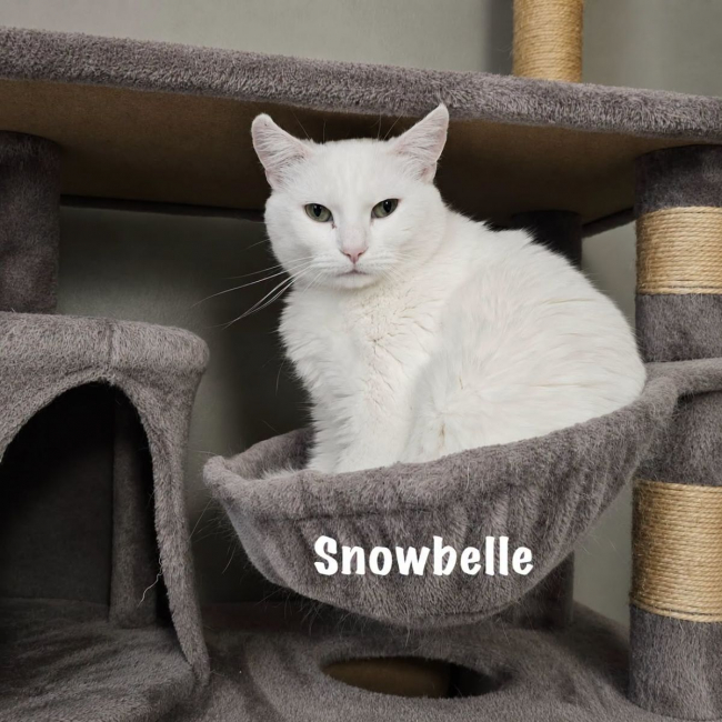 Photo de SNOWBELLE