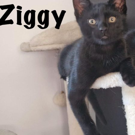 ZIGGY - Chat Européen à adopter