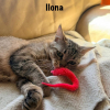 ILONA
