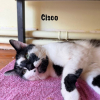 CISCO