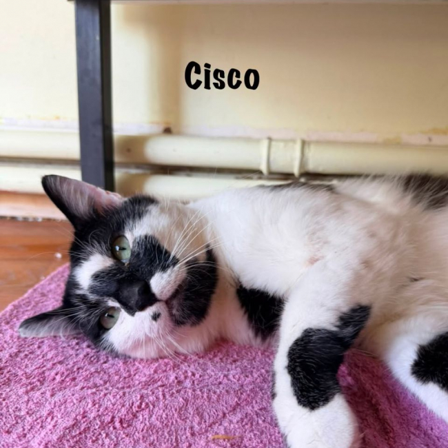 Photo de CISCO