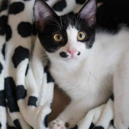 SAUMUR - Chat à adopter