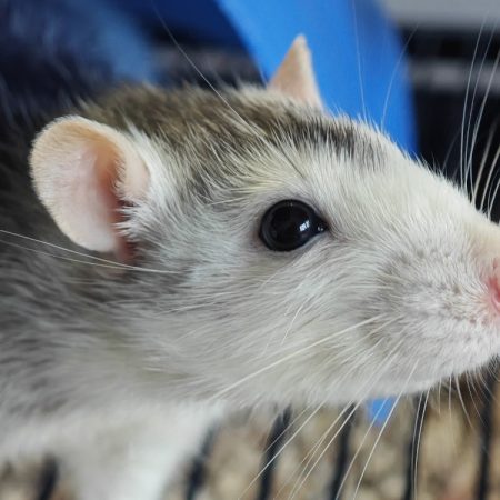 Speedy - Rongeur Rat à adopter