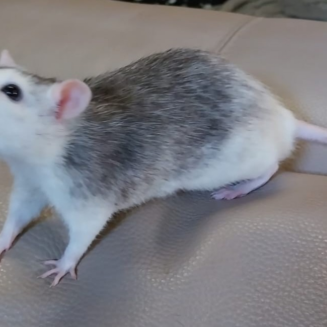 Speedy
