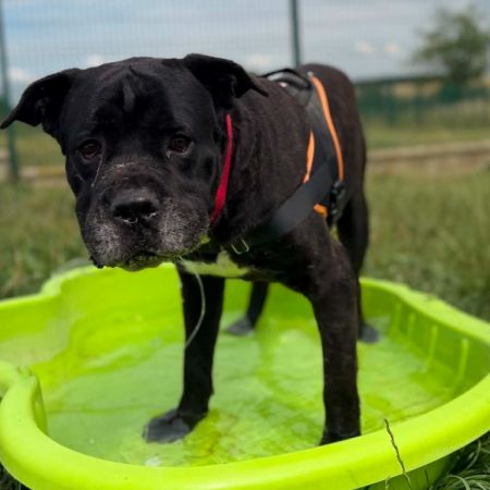 Onyx - Chien Cane Corso à adopter
