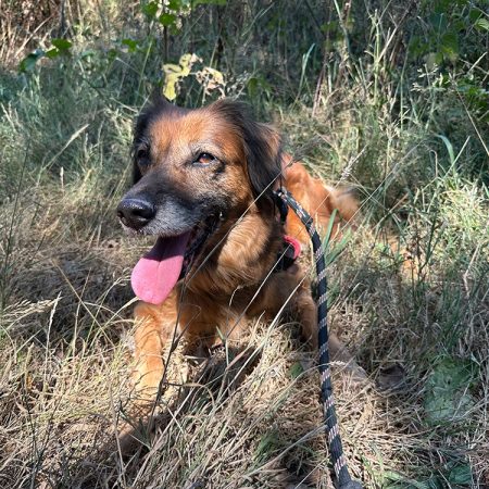 Masurka - Chien à adopter