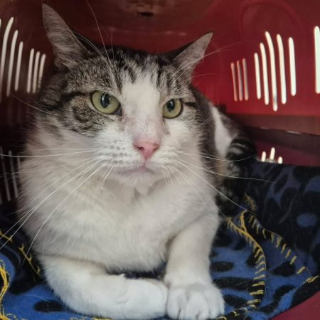 Leon - Chat Européen à adopter