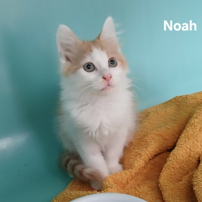 Photo de Noah